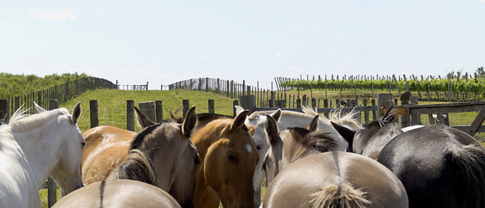 Estancia Turistica Finca Piedra Mal Abrigo Bagian luar foto