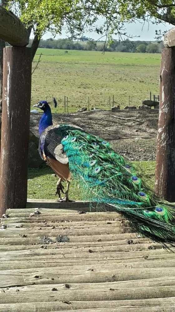 Estancia Turistica Finca Piedra Mal Abrigo Bagian luar foto